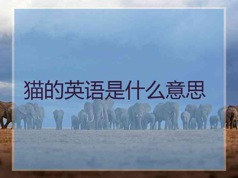 猫的英语是什么意思