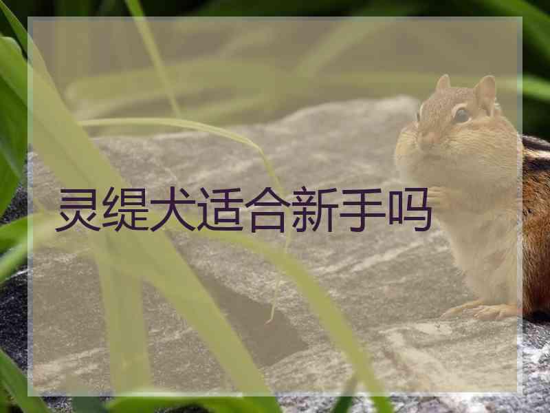 灵缇犬适合新手吗