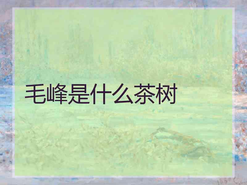 毛峰是什么茶树
