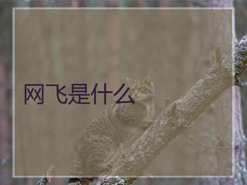 网飞是什么