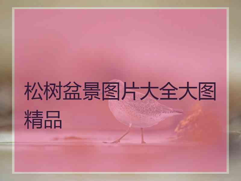 松树盆景图片大全大图精品
