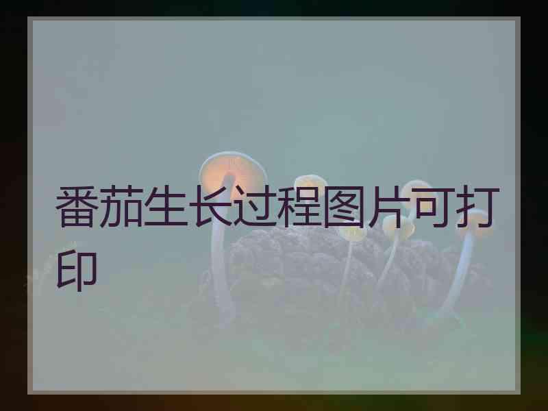 番茄生长过程图片可打印
