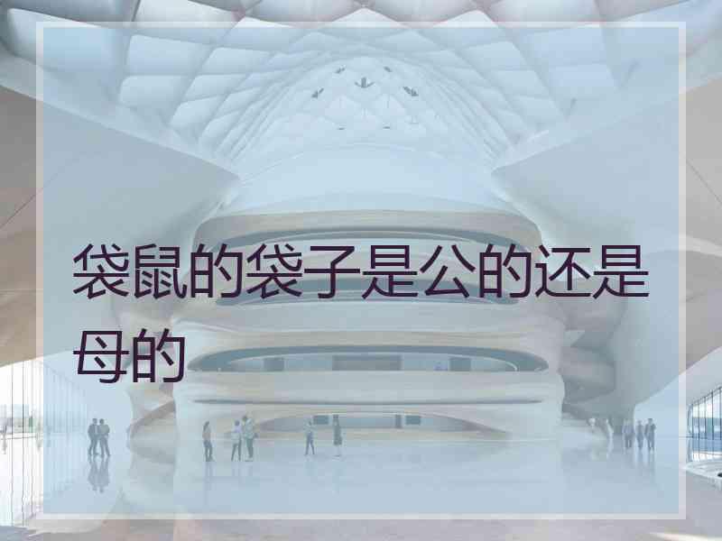 袋鼠的袋子是公的还是母的