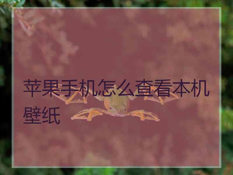苹果手机怎么查看本机壁纸