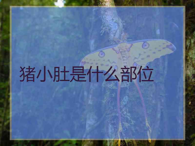 猪小肚是什么部位