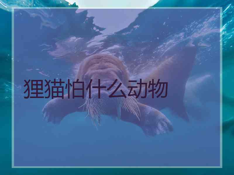 狸猫怕什么动物
