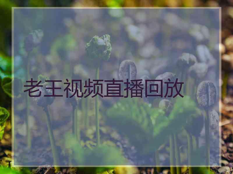 老王视频直播回放