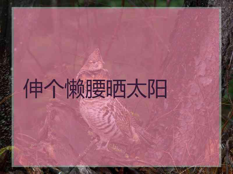 伸个懒腰晒太阳