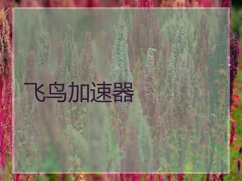 飞鸟加速器