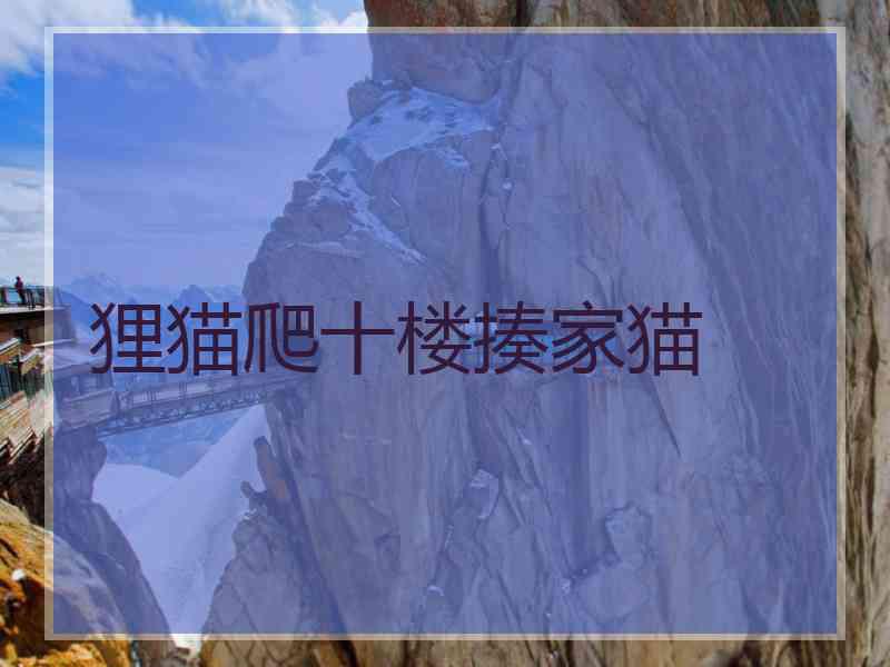 狸猫爬十楼揍家猫