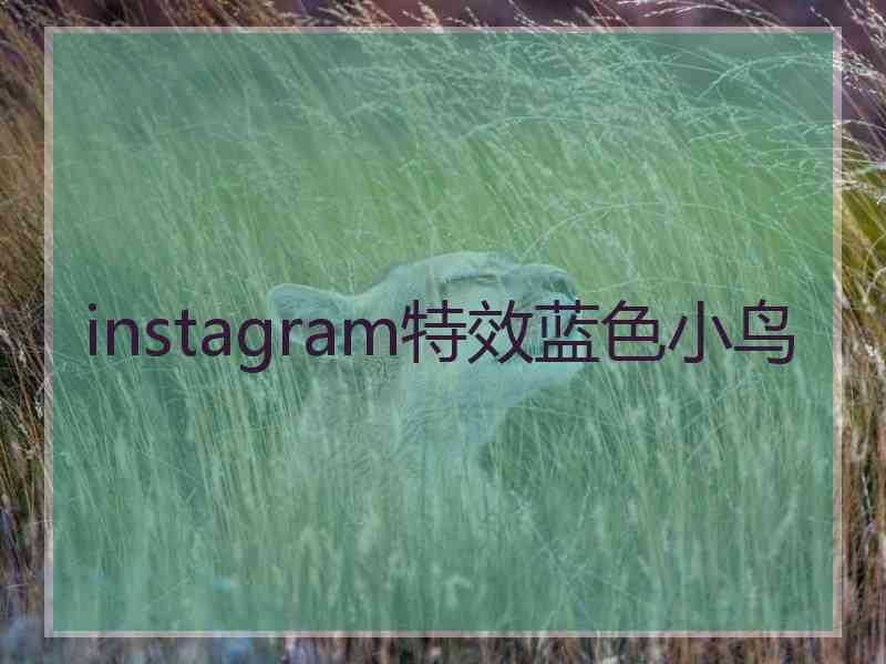 instagram特效蓝色小鸟