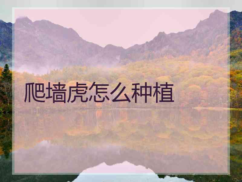 爬墙虎怎么种植