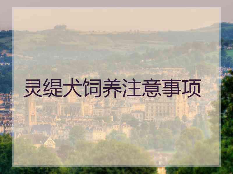 灵缇犬饲养注意事项