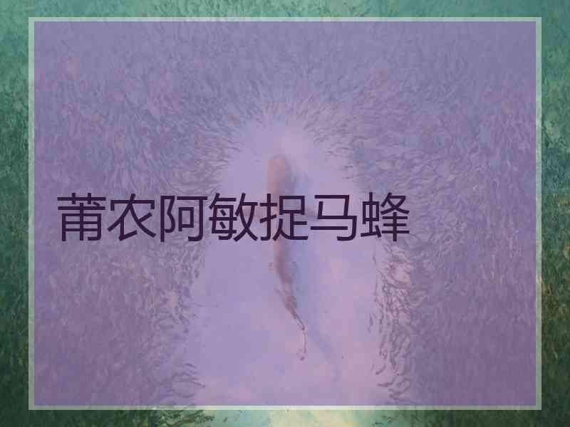 莆农阿敏捉马蜂