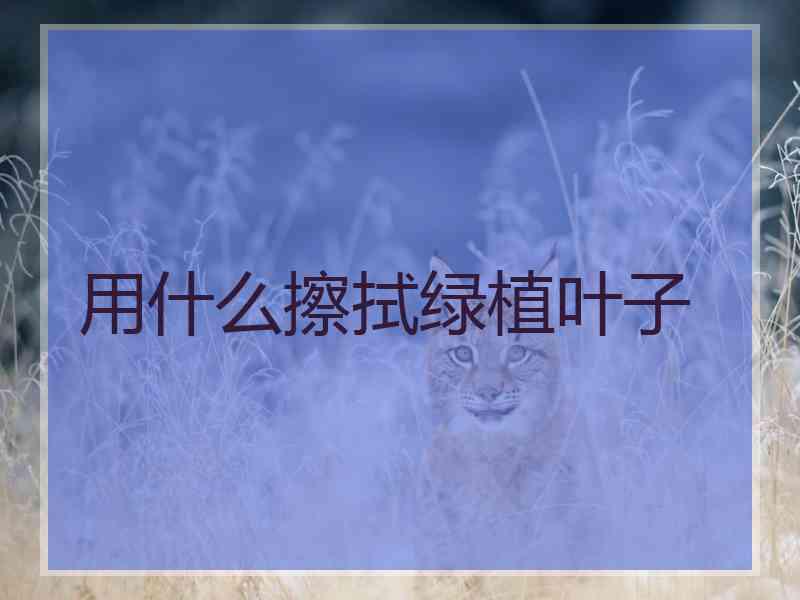 用什么擦拭绿植叶子