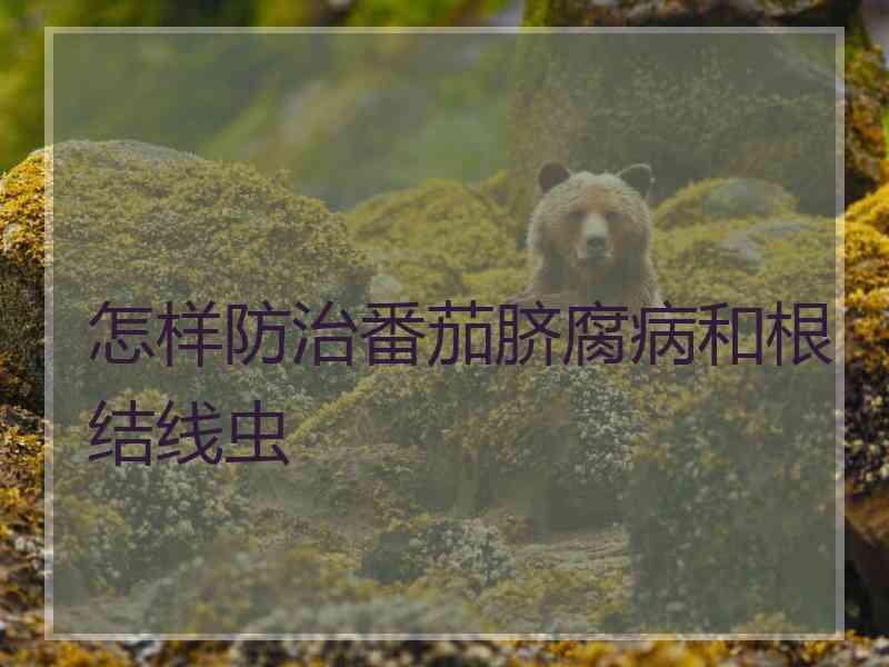 怎样防治番茄脐腐病和根结线虫