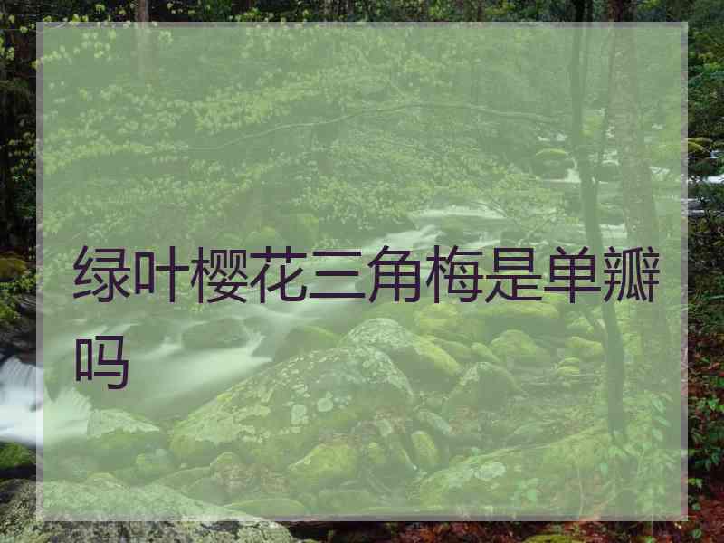 绿叶樱花三角梅是单瓣吗