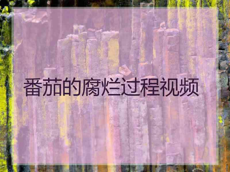 番茄的腐烂过程视频