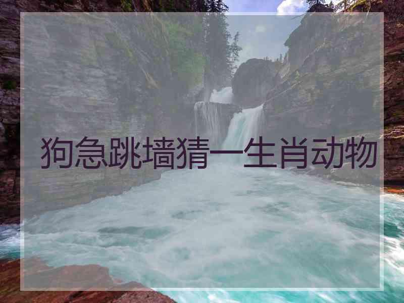 狗急跳墙猜一生肖动物