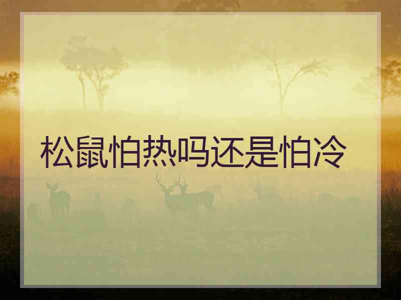 松鼠怕热吗还是怕冷